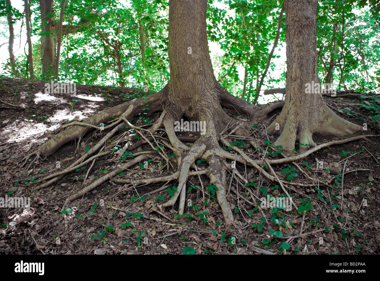 exposed roots holding tight and showing the strength of tree trunks