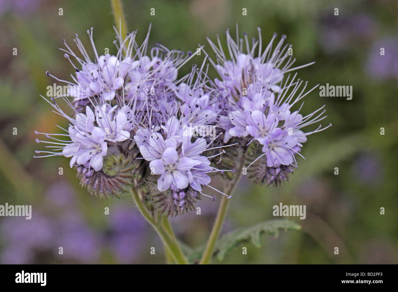 Lacy Phacelia (Phacelia tanacetifolia), flowers Stock Photo
