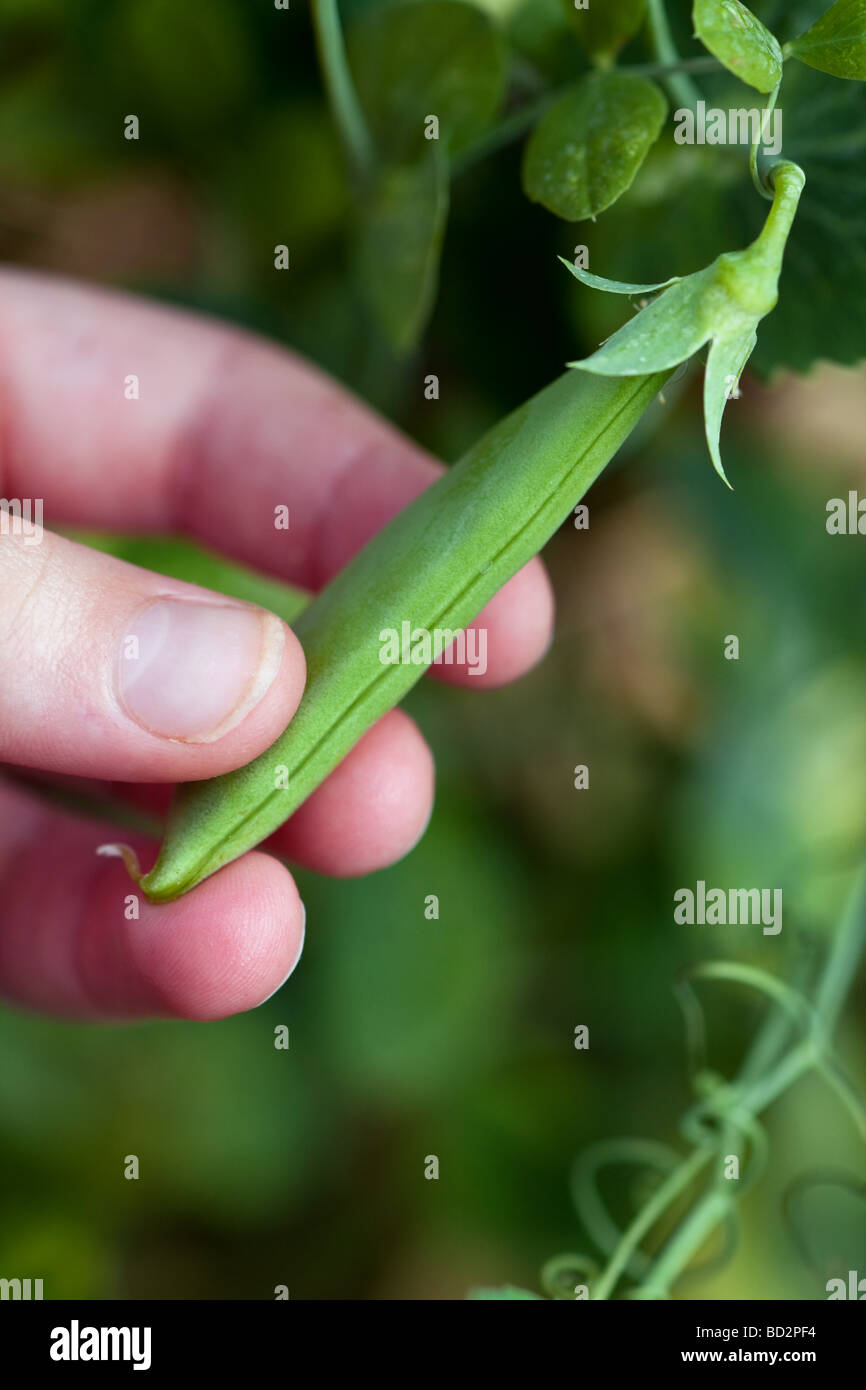 ripe snap pea plant ready for picking Stock Photo Alamy