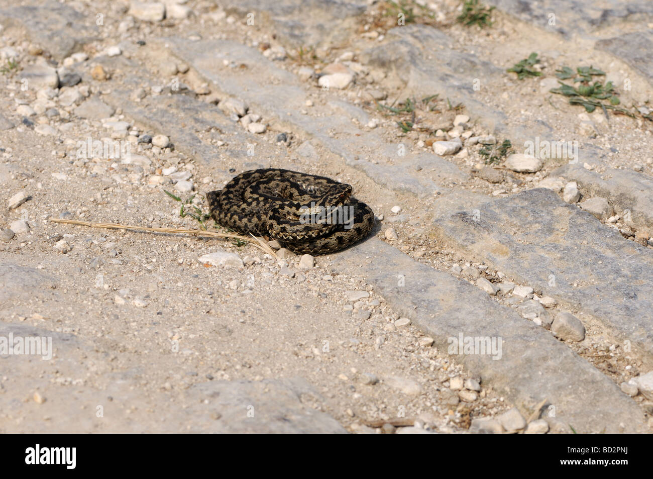 Adder on the South West coast path at Lulworth Stock Photo