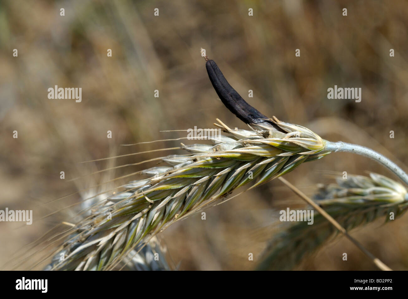 Ergot, Spurred Rye (Claviceps purpurea). Ergot kernel (sclerotium) on rye Stock Photo