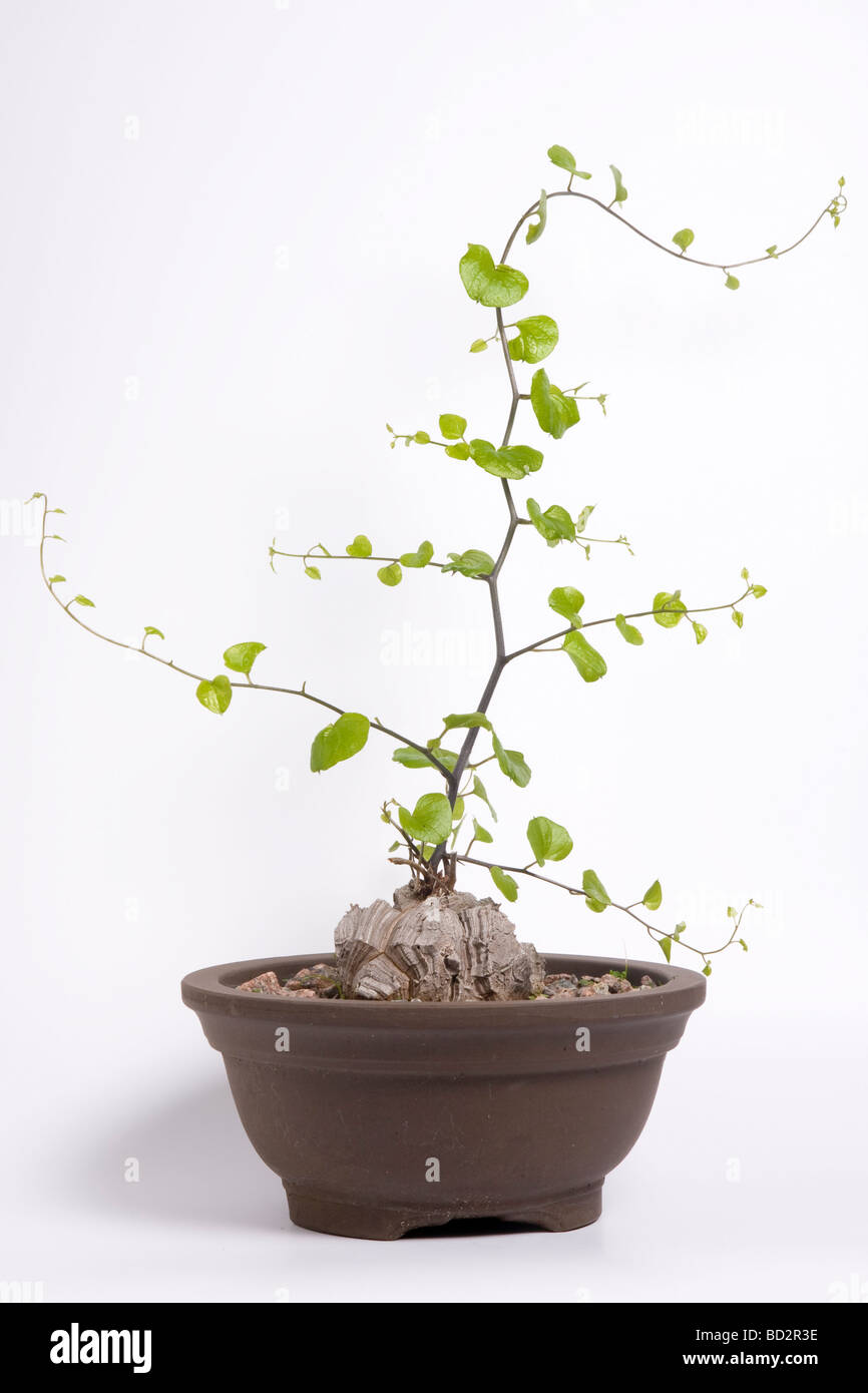Elephant s Foot plant in clay pot Stock Photo Alamy