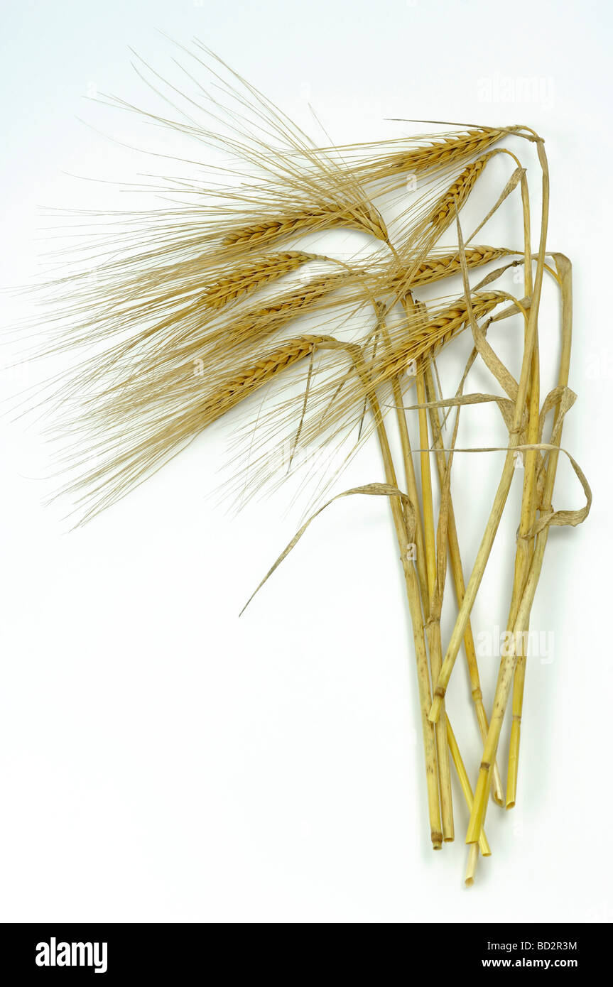 Barley (Hordeum vulgare), ripe ears, studio picture Stock Photo
