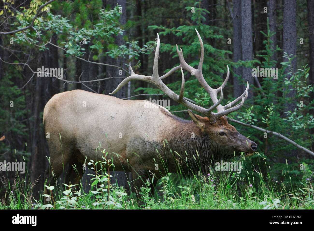 North American Elk or also known as Wapiti in Banff National Park Alberta Canada Stock Photo