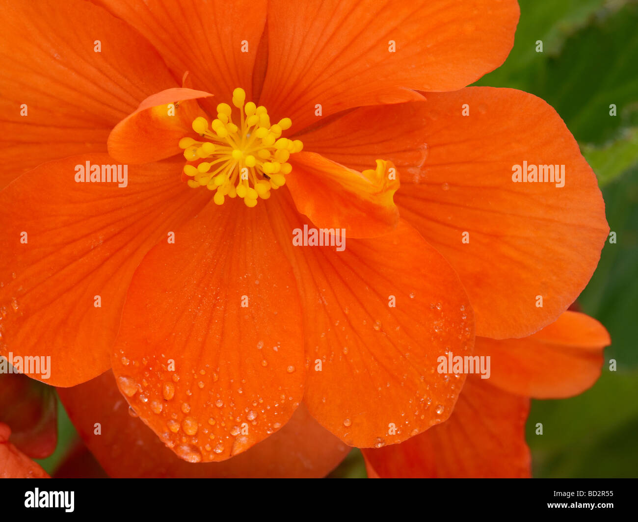 Begonia flower close up. Stock Photo