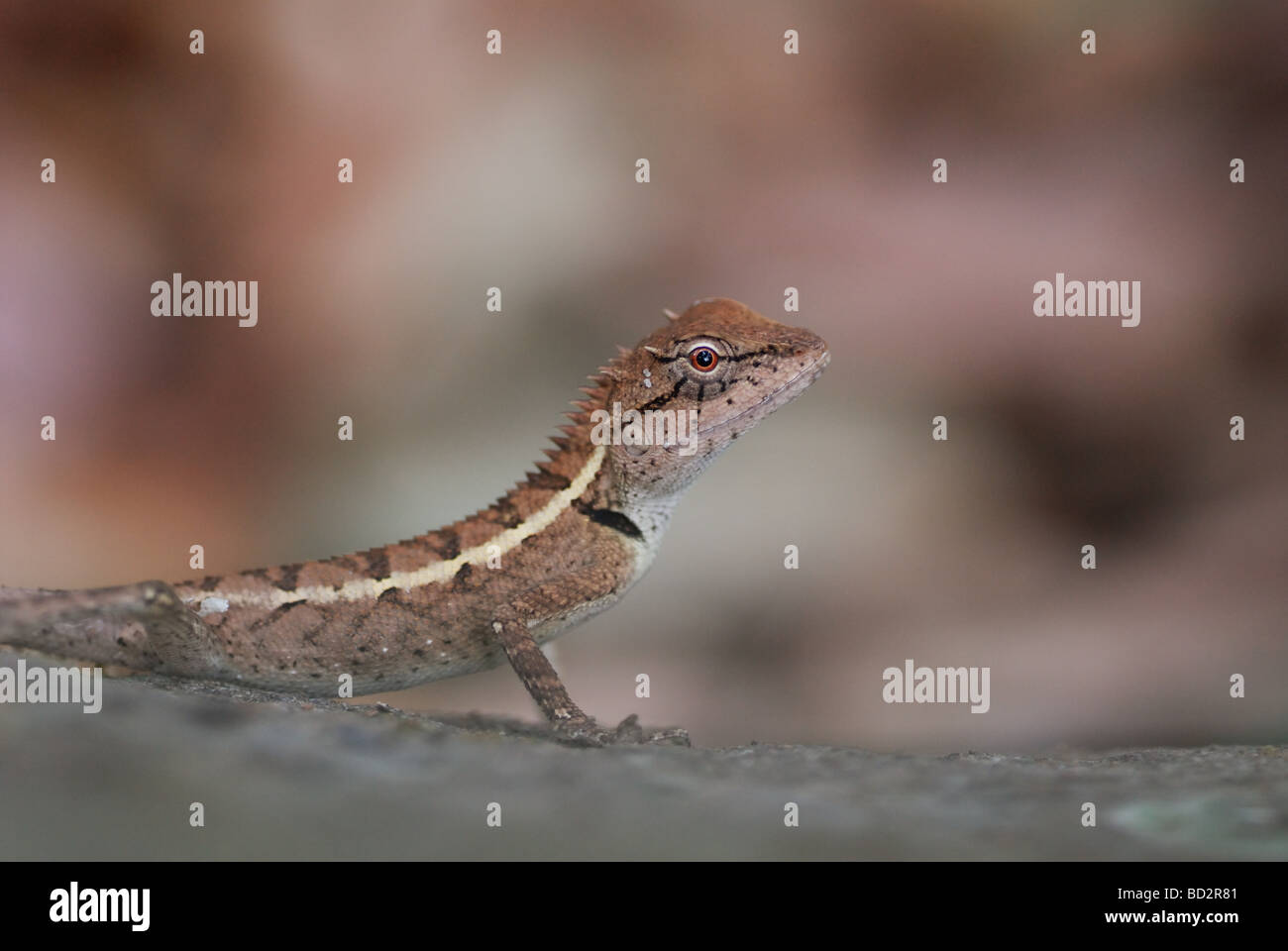 Closeup of Emma Gray's Forest Lizard (Calotes emma) Stock Photo