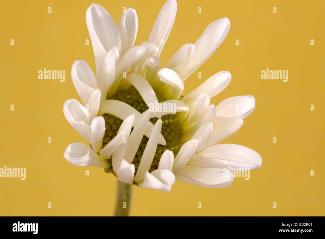 White gerbera daisy bud on yellow background Stock Photo Alamy