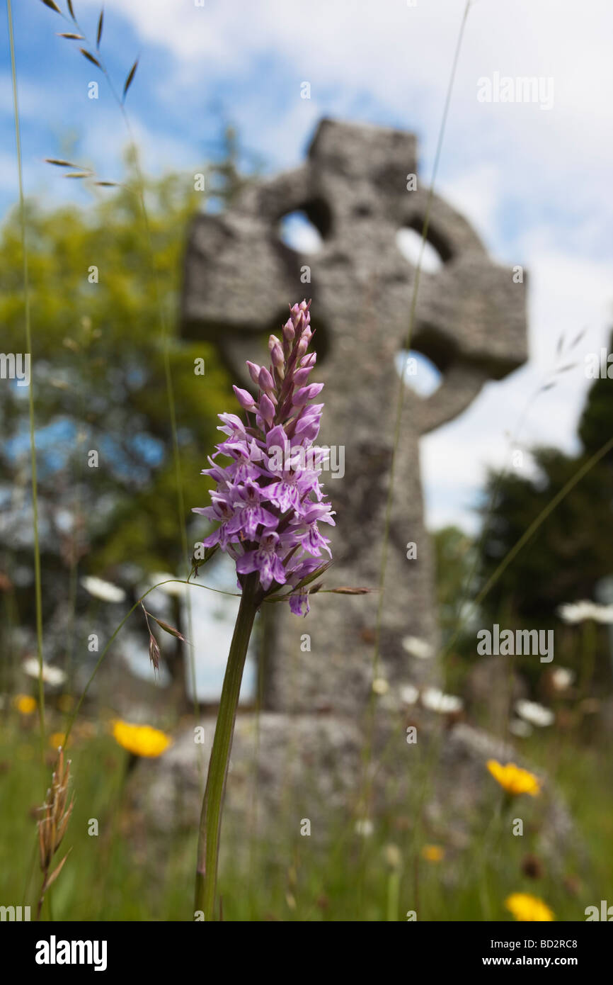 Orchid growing wild in grounds of Watermillock Church Ullswater Cumbria UK Stock Photo