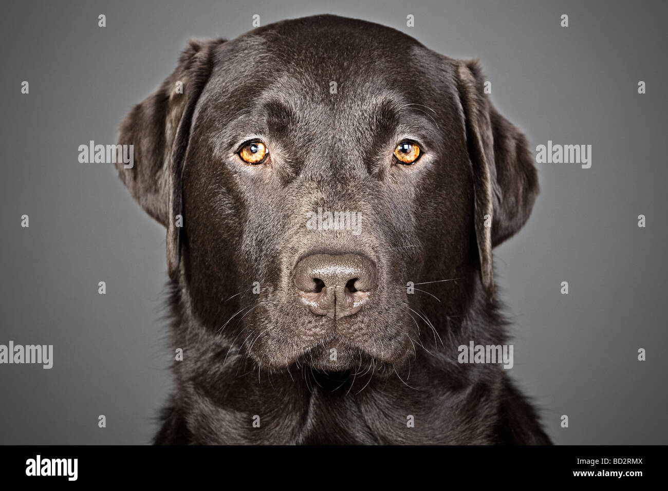 Shot of a Handsome Chocolate Labrador against a Grey Background Stock Photo