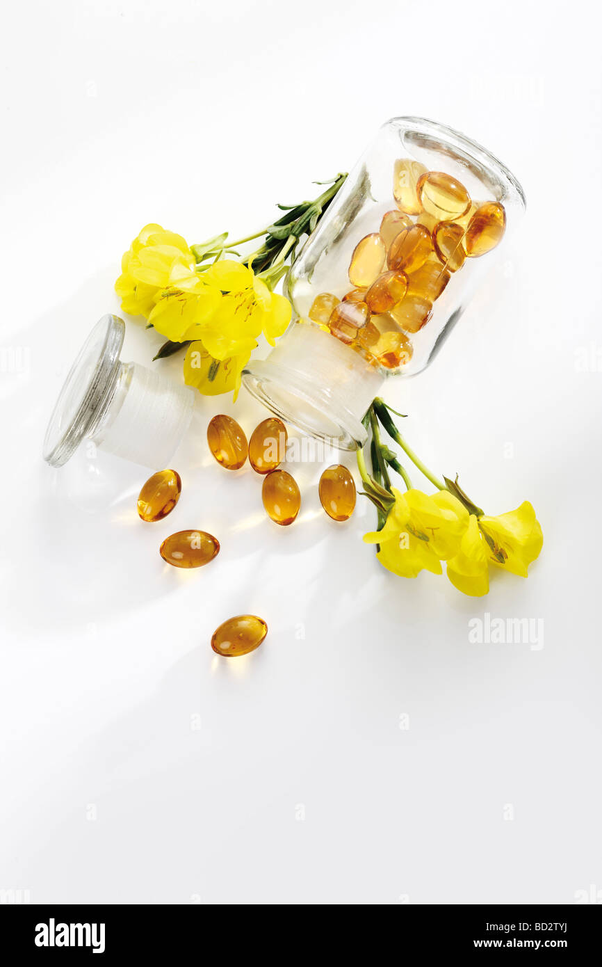 Medicinal plant Common evening primrose or Evening star (Oenothera