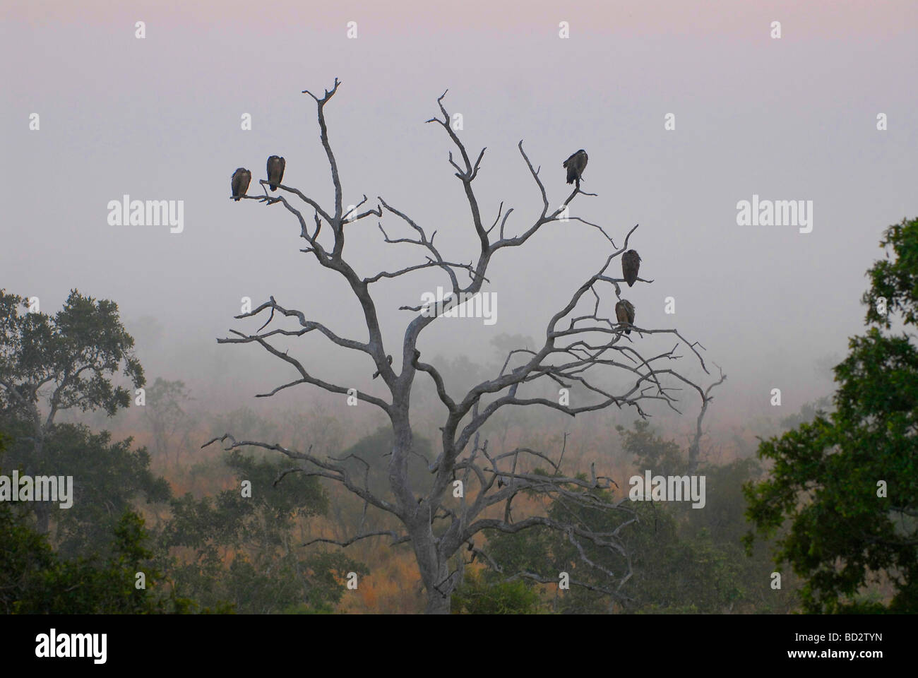 Vultures roosting on dead tree in southern Kruger National Park on a cold, misty winter morning