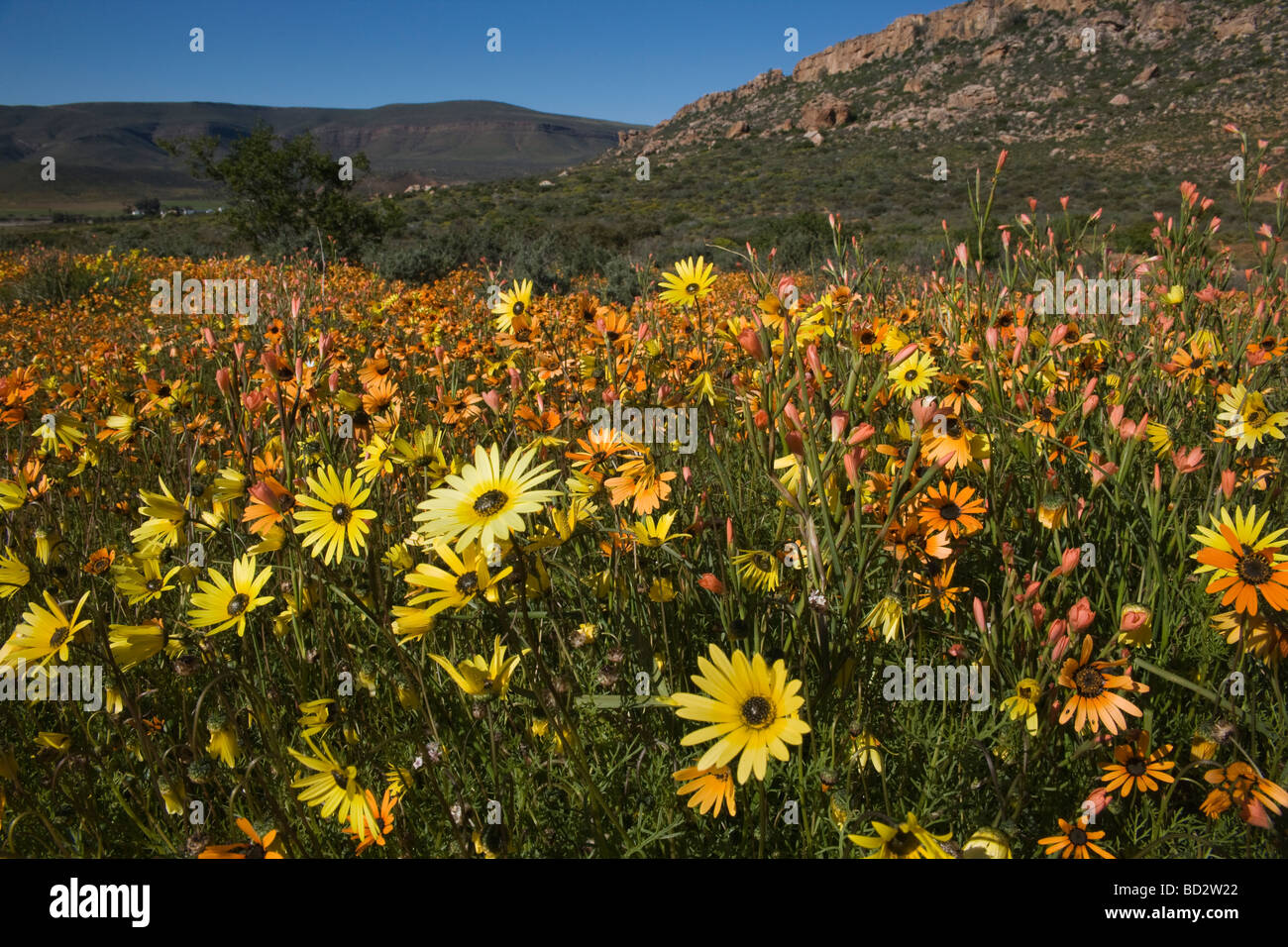 Annual spring wildlflower carpets Biedouw Valley Western Cape South Africa Stock Photo