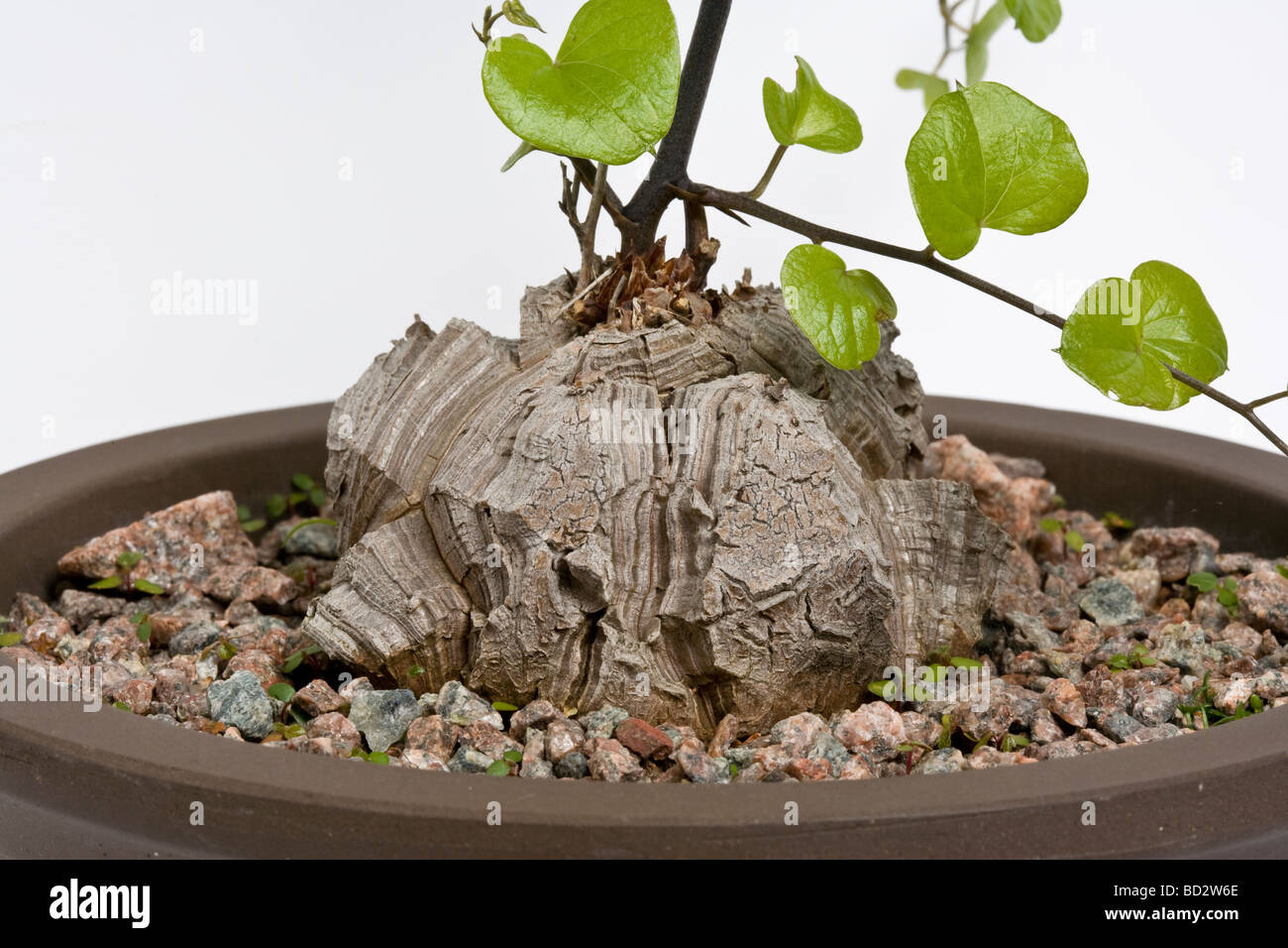 Elephant s Foot plant in clay pot Stock Photo