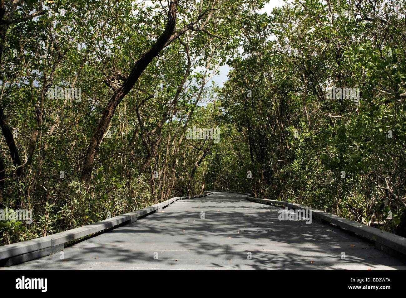 Indigo Trail Boardwalk - J. N. Ding Darling National Wildlife Refuge - Sanibel Island, Florida Stock Photo