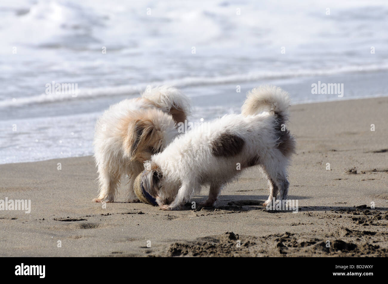 Two dogs playing on the beach Stock Photo