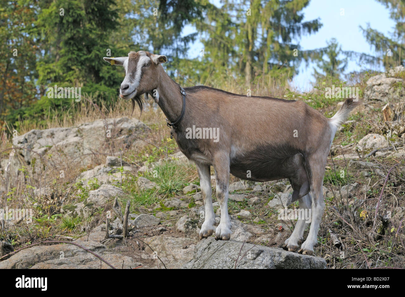 Domestic Goat, Thuringian Goat (Capra aegagrus hircus) standing on a rock Stock Photo