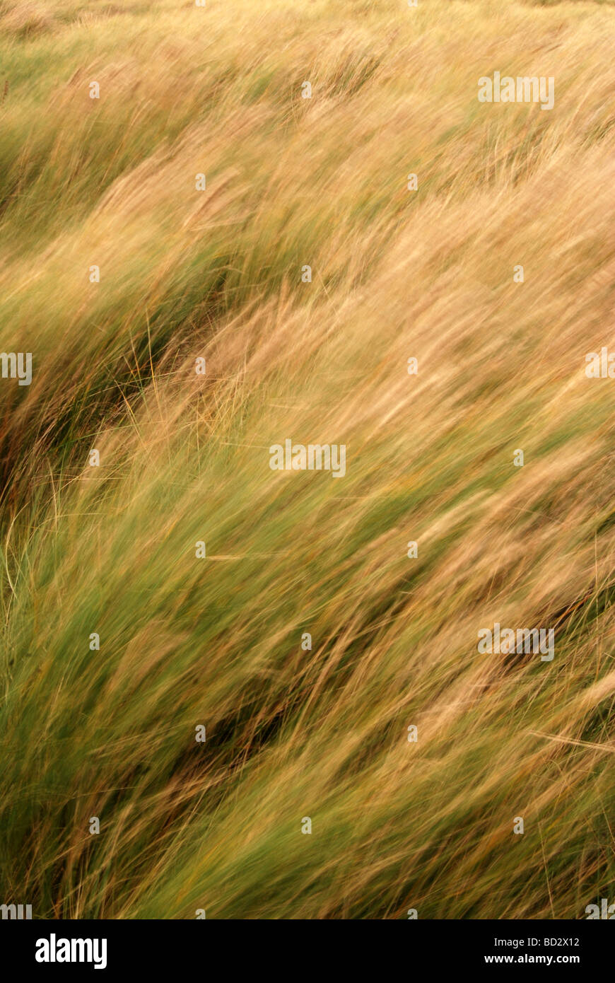 Wind blown dune grasses, Tralee Bay, Benderloch near Oban, Argyll ...