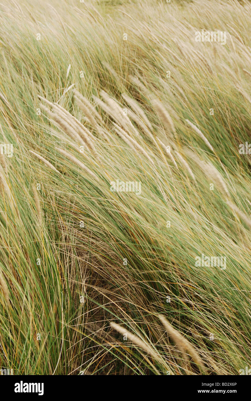 Wind blown dune grasses, Tralee Bay, Benderloch near Oban, Argyll ...