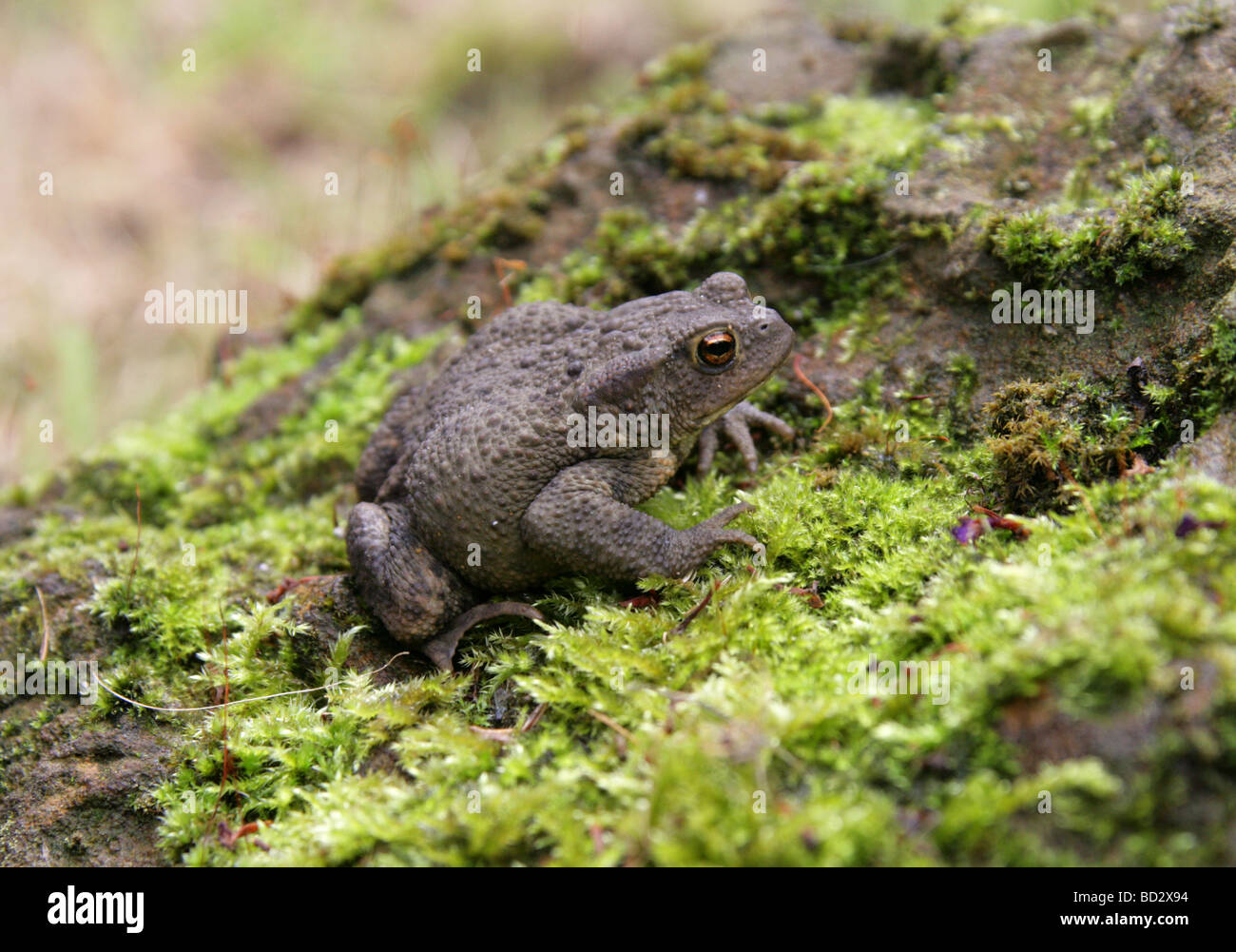 European or Common Toad, Bufo bufo, Bufonidae. UK Stock Photo