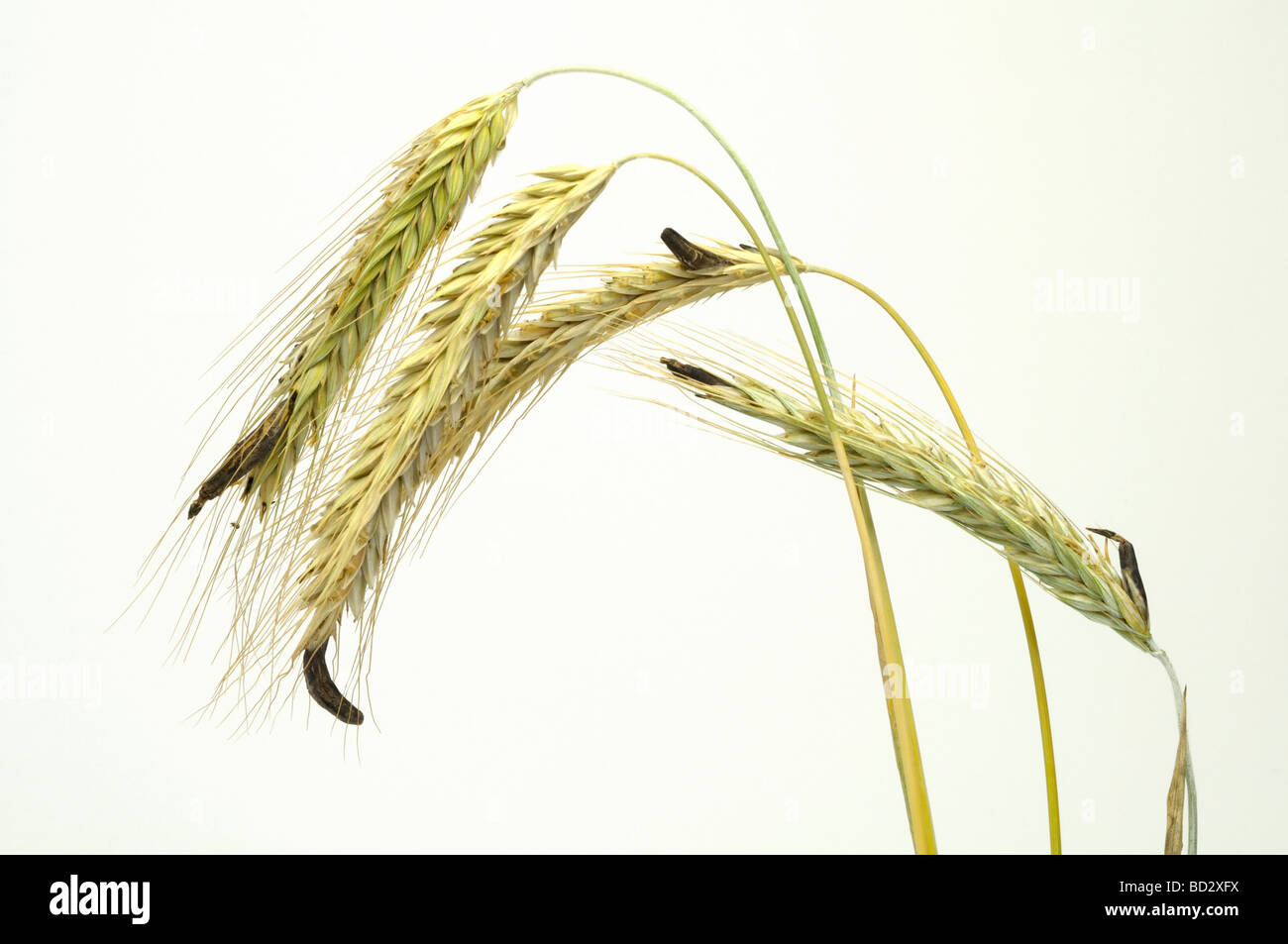 Ergot, Spurred Rye (Claviceps purpurea). Ergot kernels (sclerotium) on rye ears Stock Photo