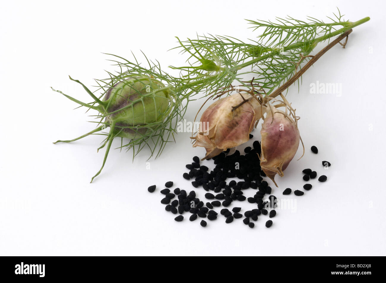 Black Cumin, Roman Coriander (Nigella sativa). Fruiting twigs with whole and open fruit capsule, studio picture Stock Photo