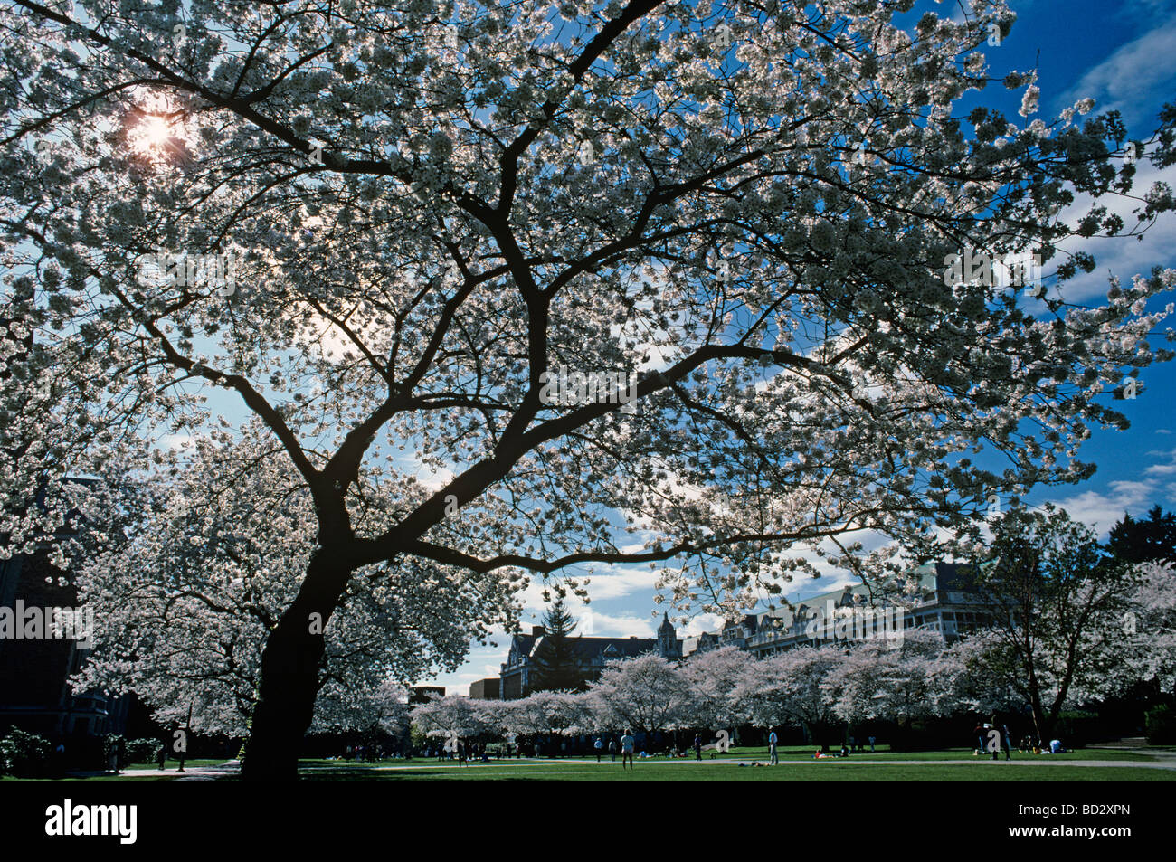 University of Washington spring cherry blossoms on campus Seattle