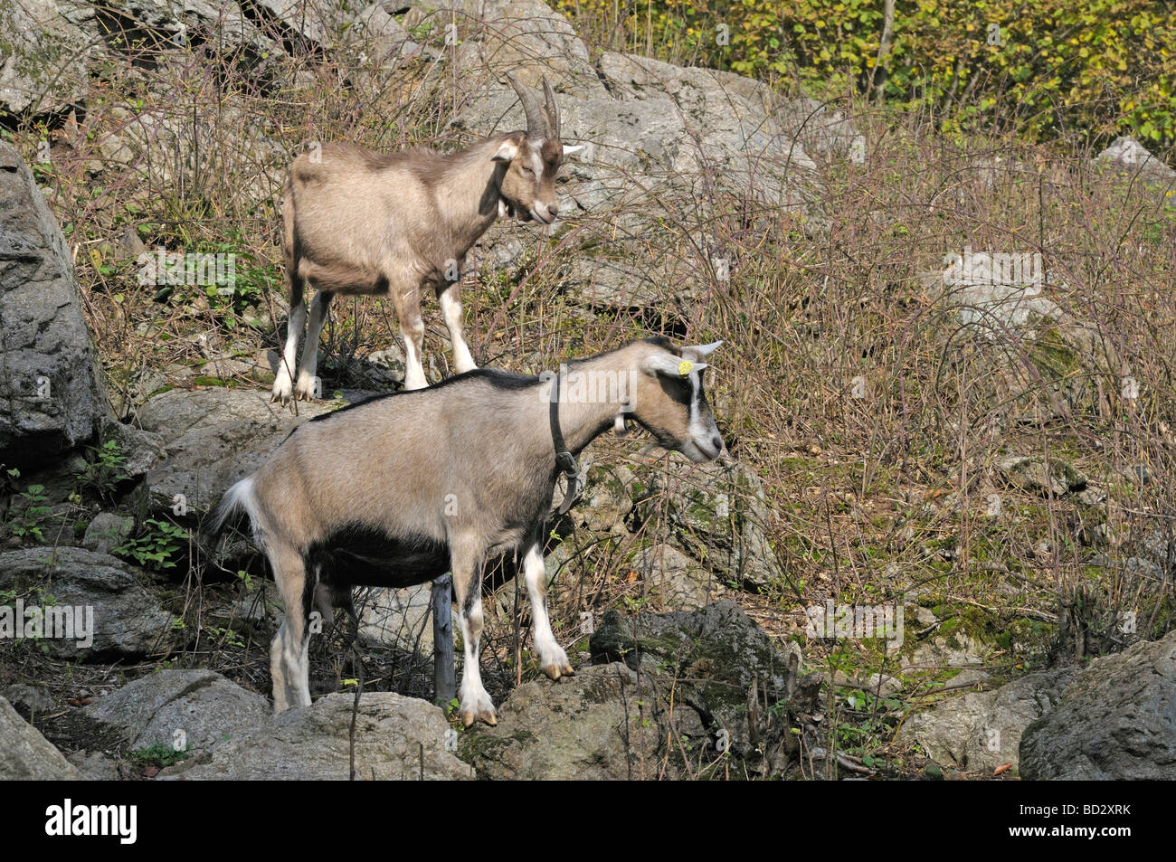 Domestic Goat, Thuringian Goat (Capra aegagrus hircus). Two individuals climbing on rocks Stock Photo