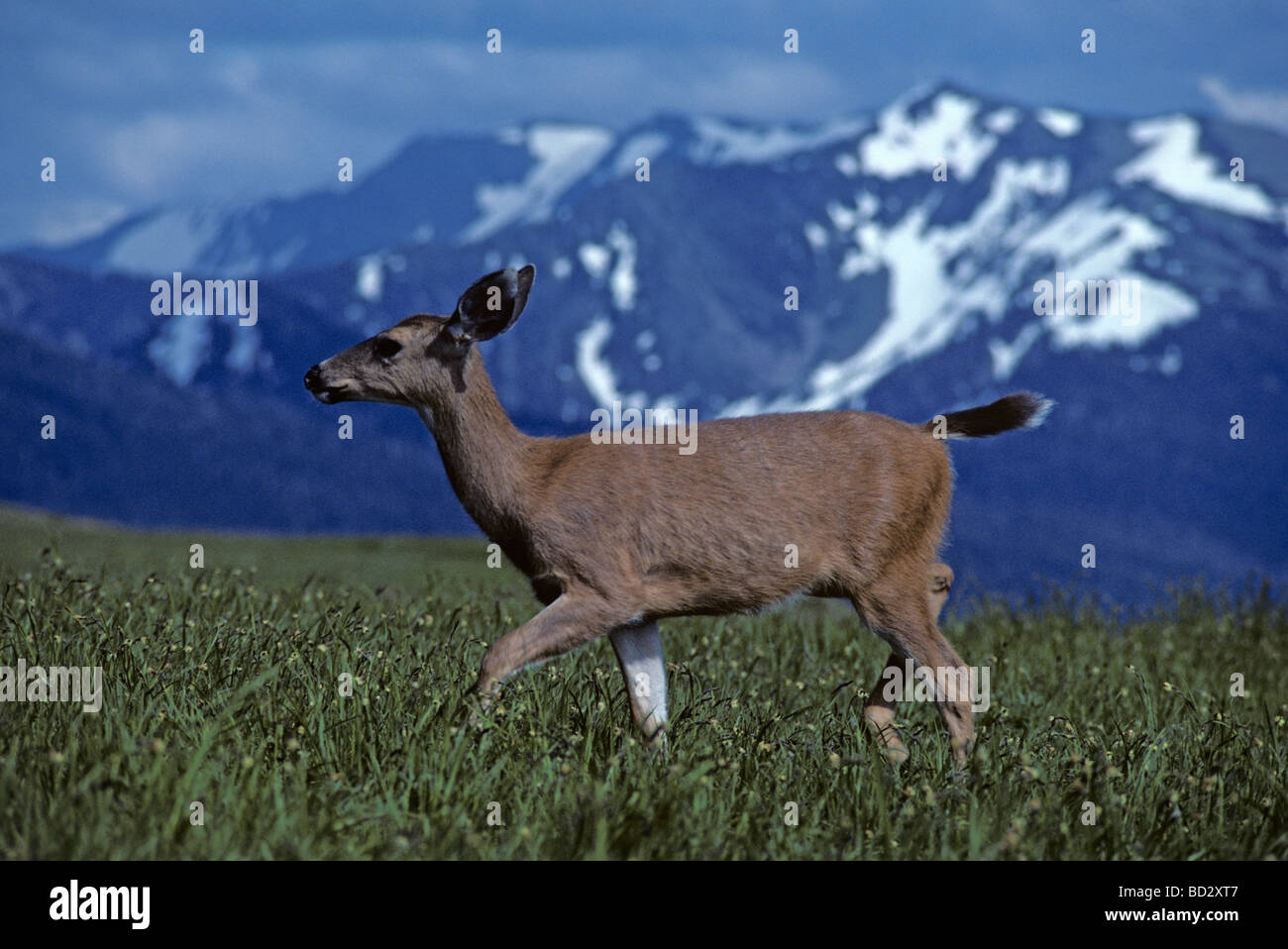 Deer in field on Hurricane Ridge on the Olympic Penninsula with the ...