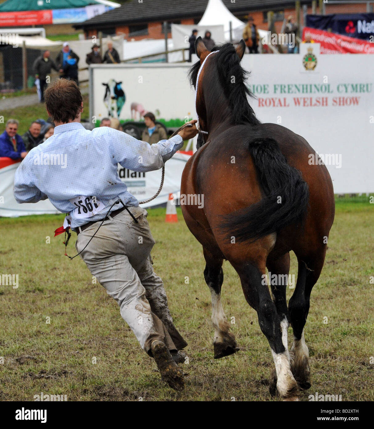 RWS Royal Welsh Show 2009 3 year old mare winner Stock Photo