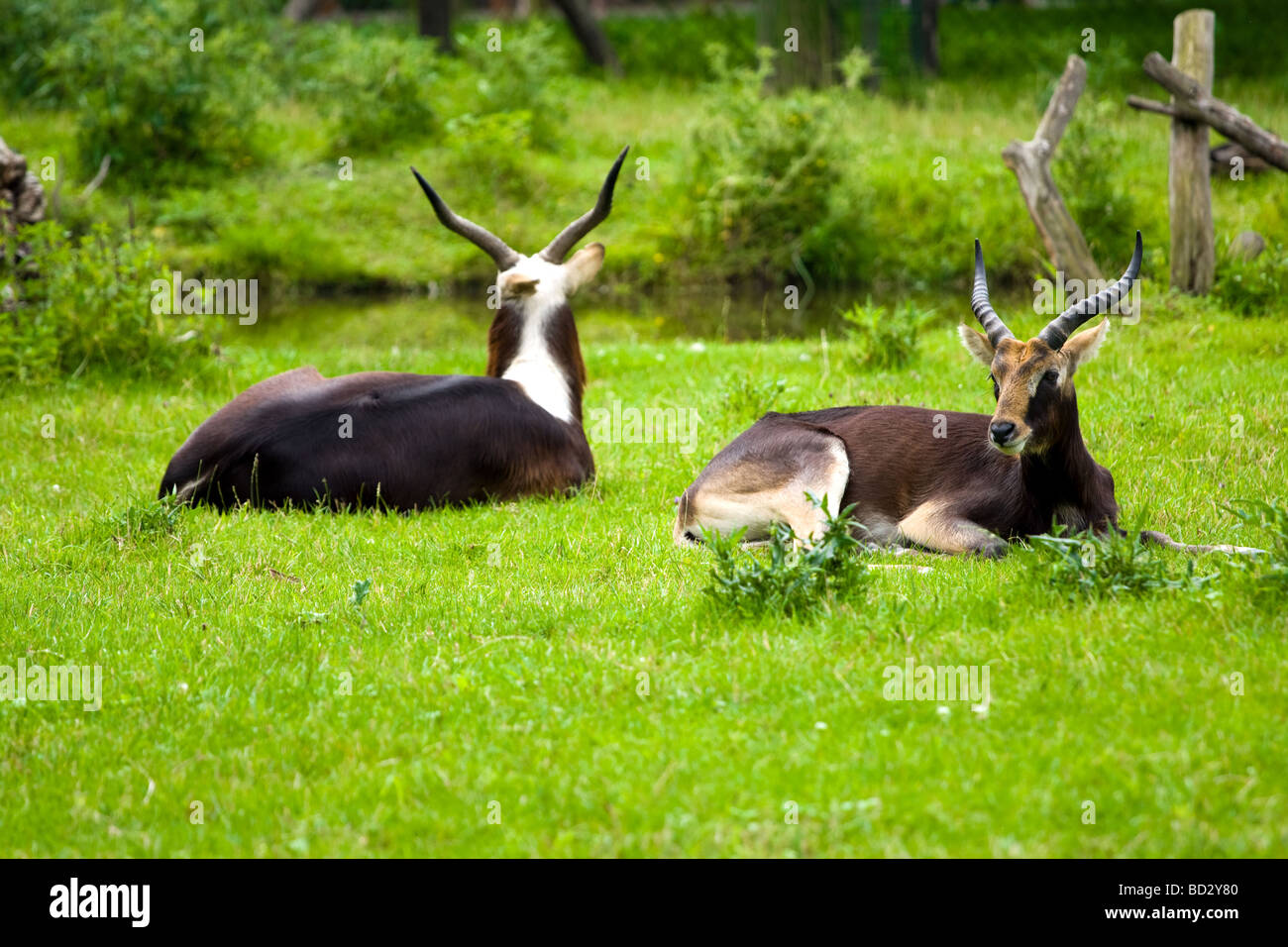 the antelopes in the zoo Stock Photo