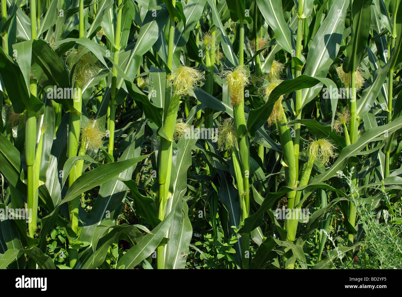 corn Stock Photo