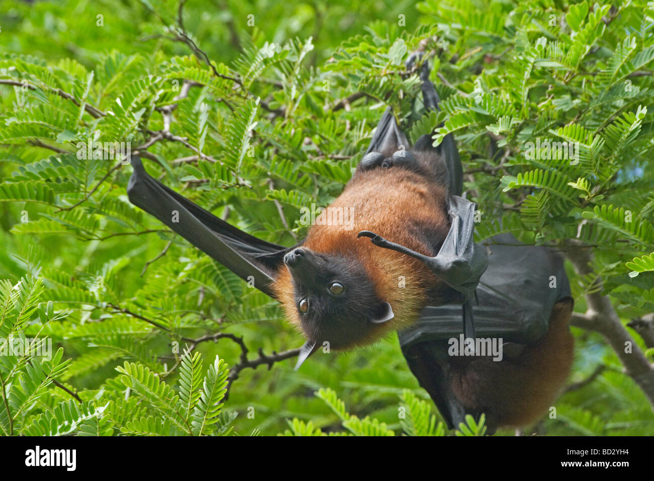 fruit bat flying fox Stock Photo Alamy
