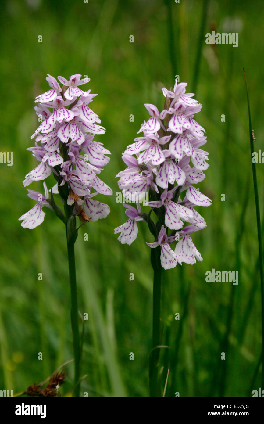 Heath spotted orchids Dactylorhiza maculata ssp ericetorum UK Stock Photo