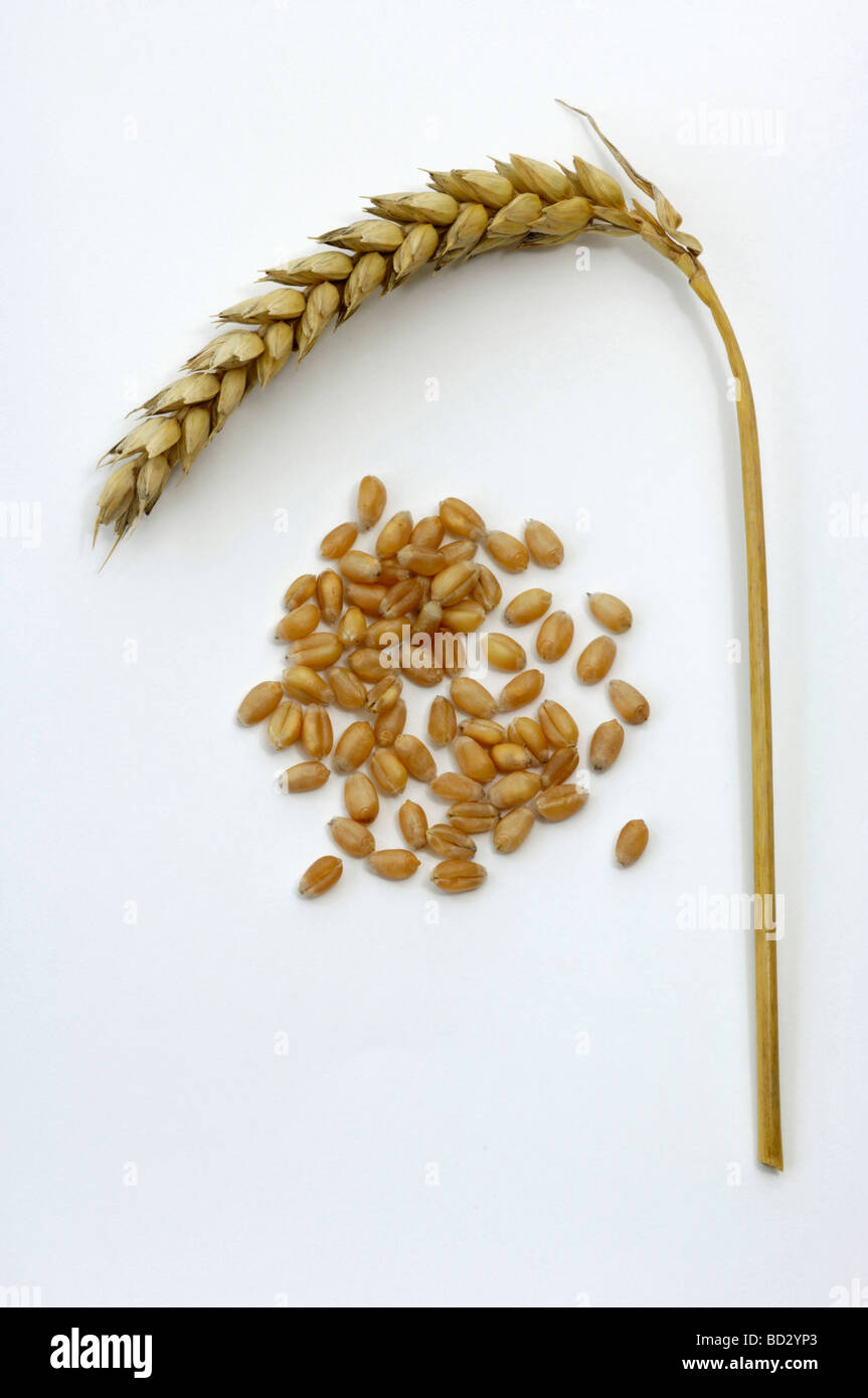 Common Wheat Bread Wheat Triticum aestivum ripe ear and seeds studio picture Stock Photo