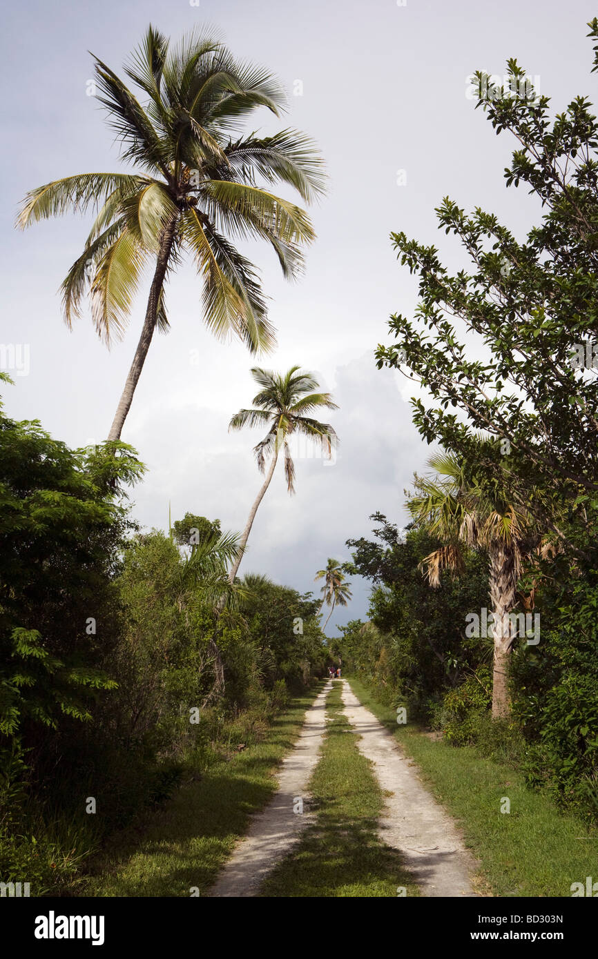 Florida Road Palm Trees Hi-res Stock Photography And Images - Alamy