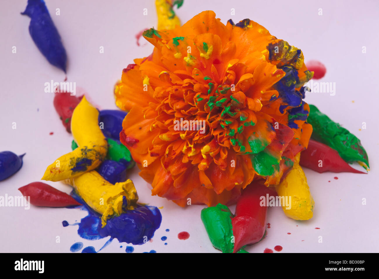 A simple orange cut flower surrounded by paint with mixed paint on the petals Stock Photo
