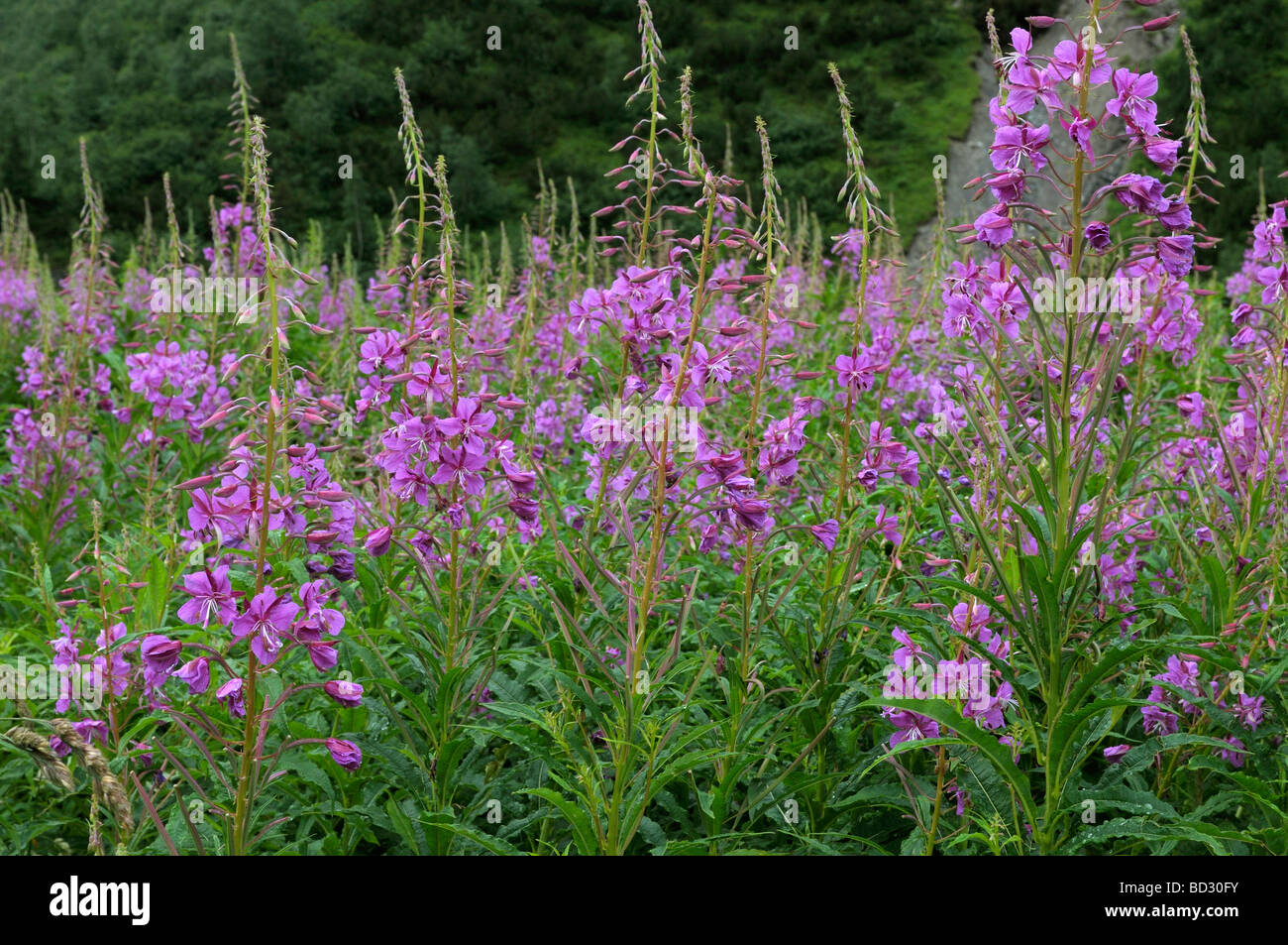 Fireweed, Rosebay Willow Herb (Epilobium hirsutum), flowering stand Stock Photo