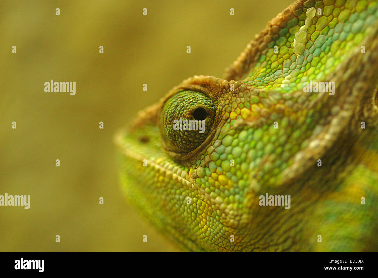 Head shot of Veiled Chameleon (Chamaeleo Calyptractus) Stock Photo
