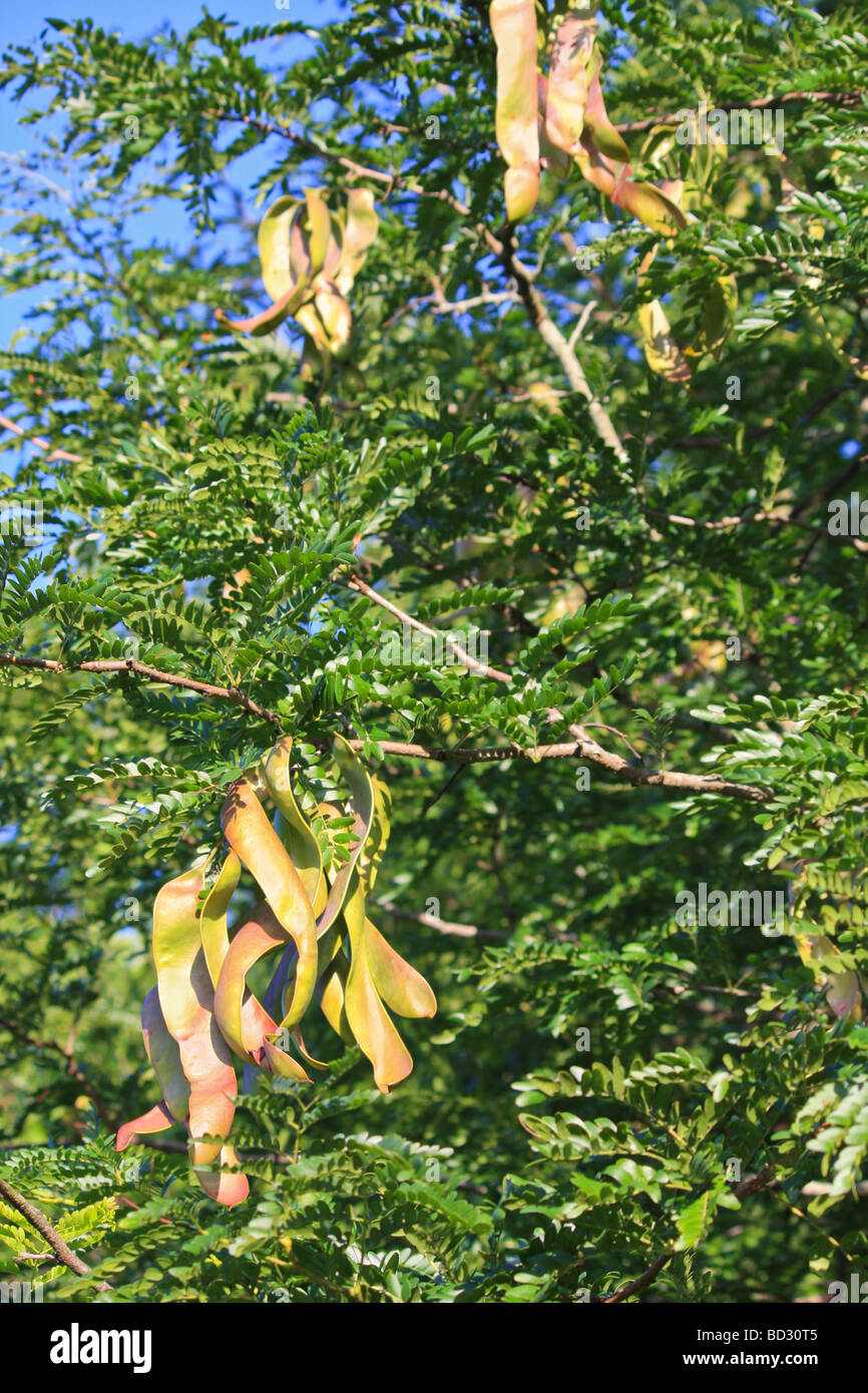 Honey Locust Tree (Gleditsia triacanthos) with seed pods Stock Photo Alamy