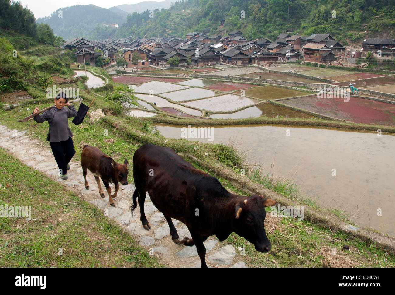 Woman and cows returning home with rice terraces and Zhaoxing Dong Village in background Guizhou Province China Stock Photo