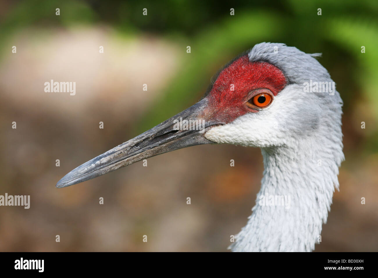 The Florida Sandhill Crane (Grus canadensis pratensis Stock Photo Alamy