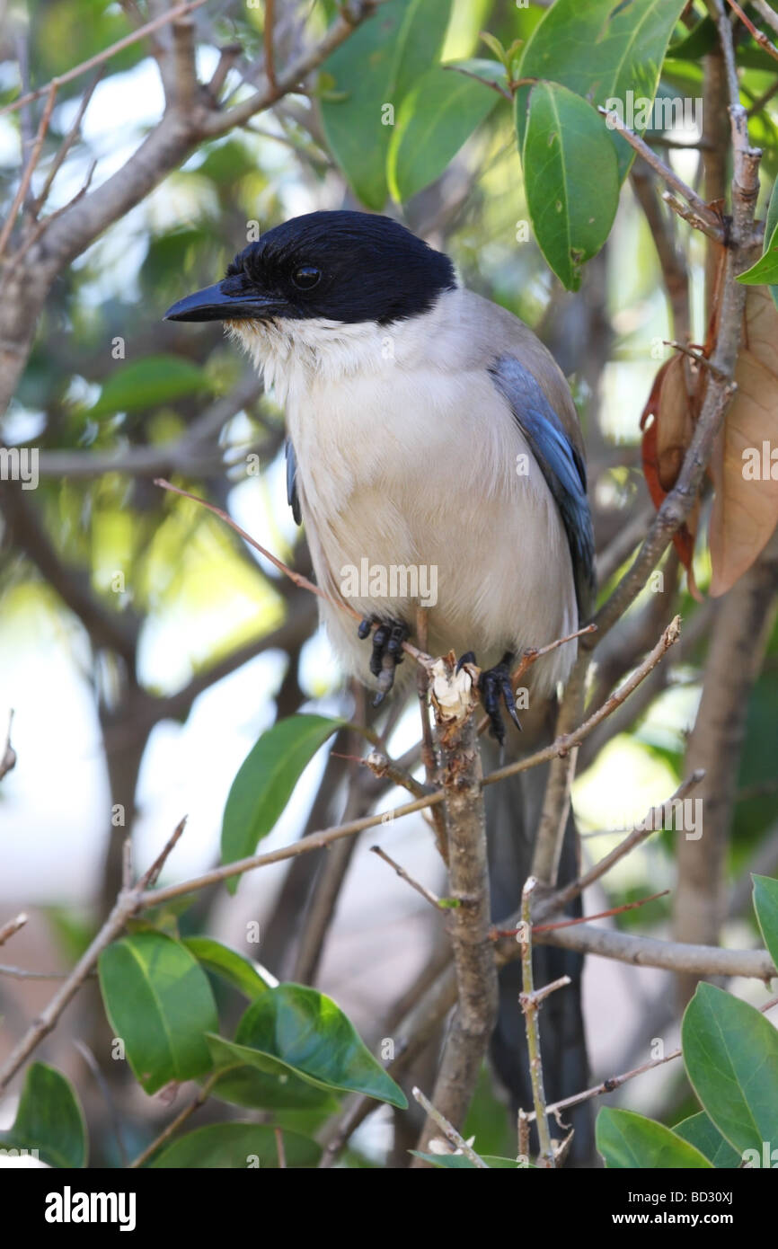 Azure Winged Magpie Cyanopica cyana Monfrague National Park Spain Stock Photo