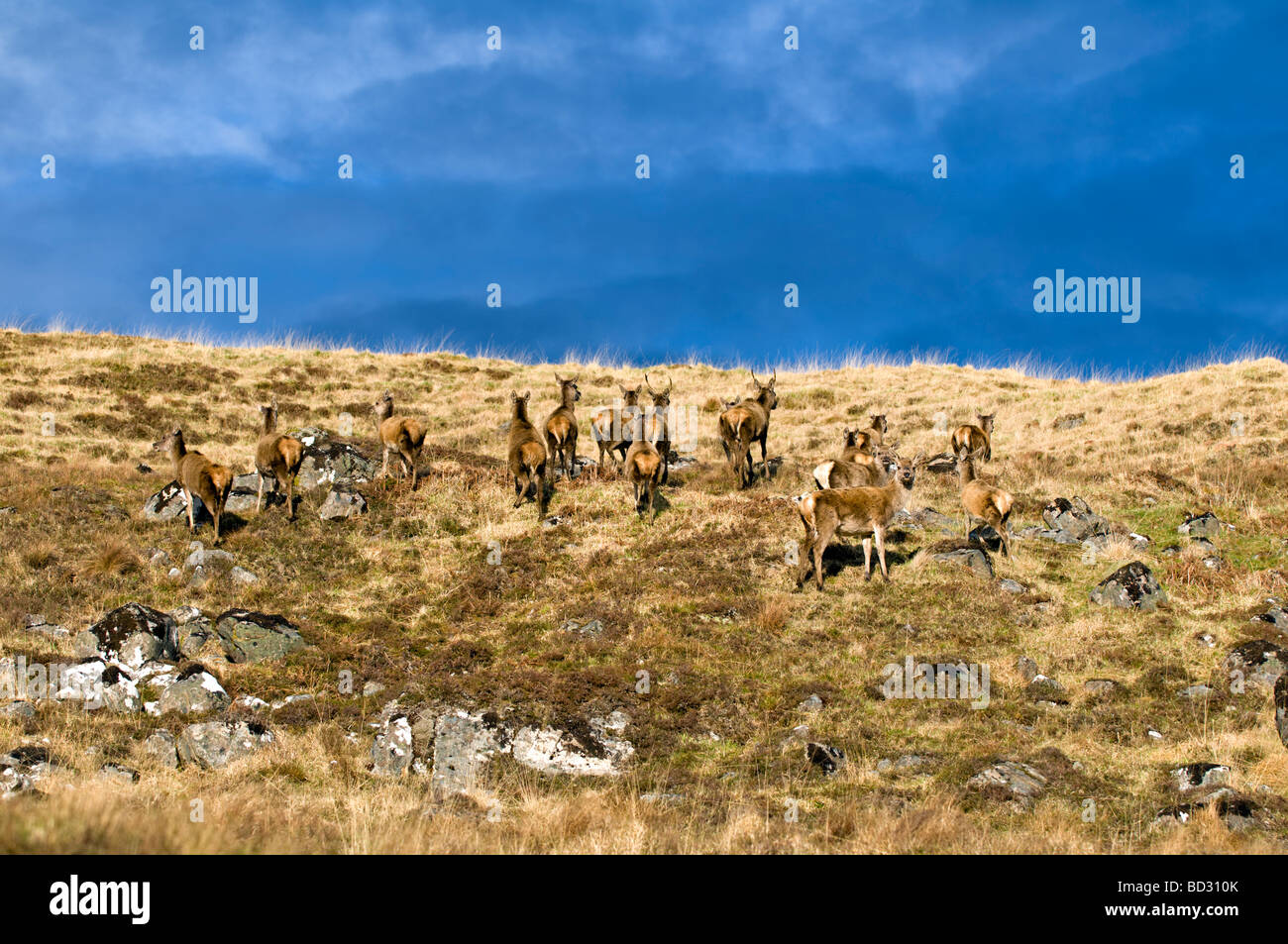 Wild red deer taken in Glen Cassley, North Scotland with dramatic early evening light in spring Stock Photo