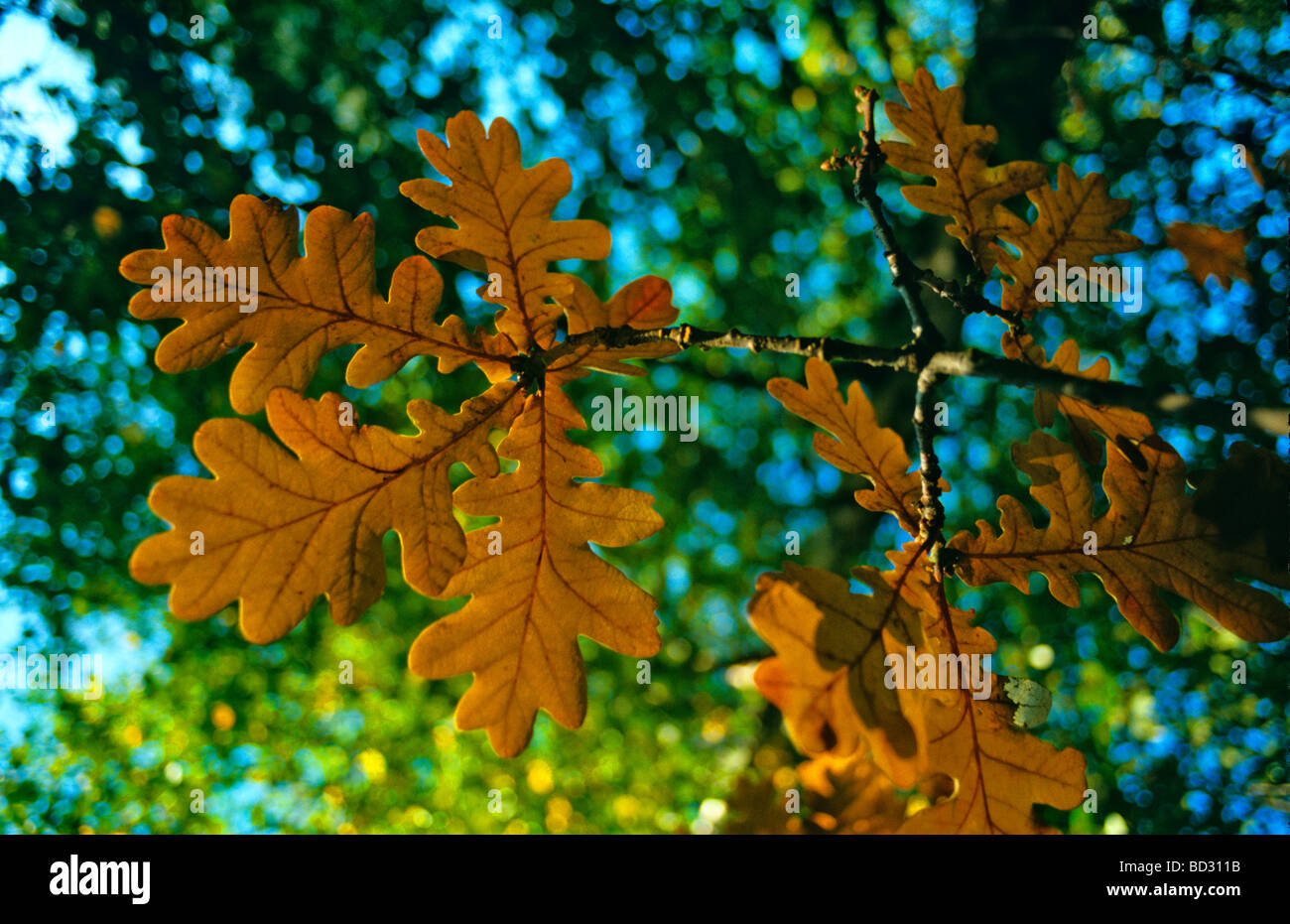 Oak colour hi-res stock photography and images - Alamy