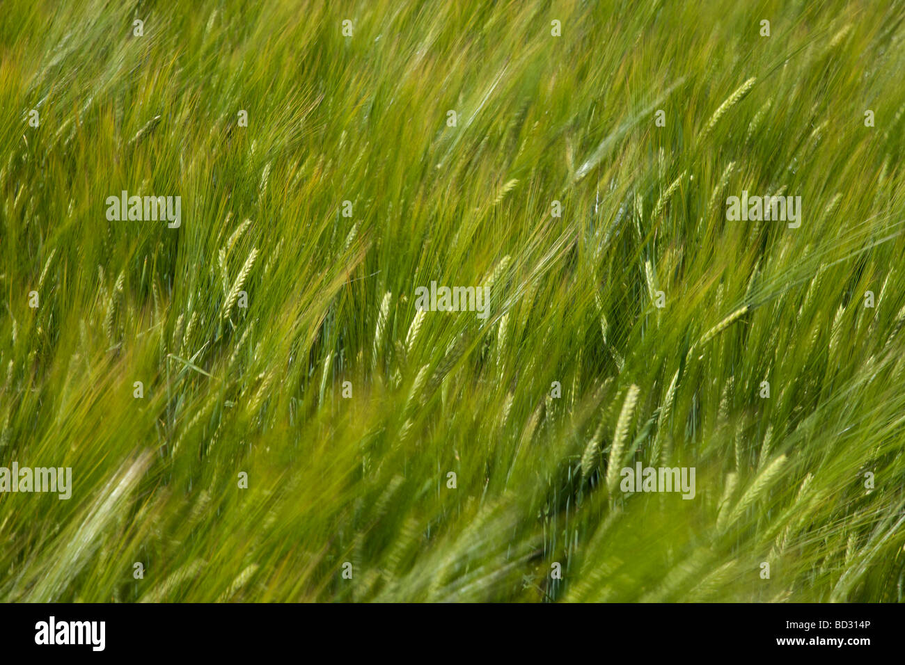 Field of wheat moving in the wind, near Dunstan Steads, Northumberland, Northeast England, UK Stock Photo