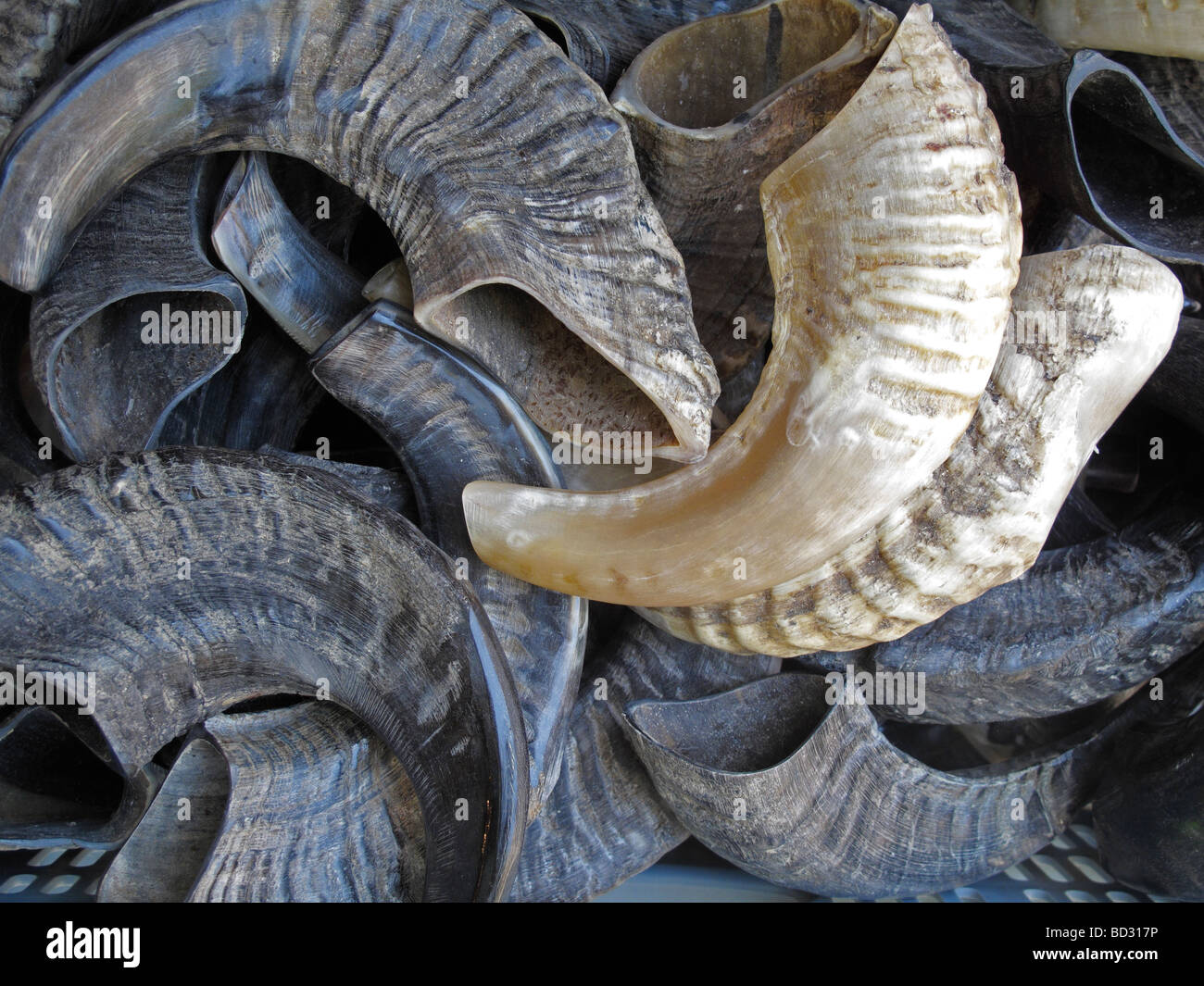 Stack of traditional Shofar which sounds during the Jewish High Holy Days on Rosh Hashanah and Yom Kippur Stock Photo