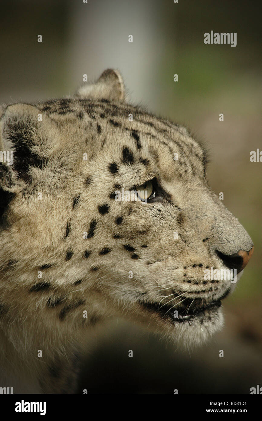 Snow leopard photographed at Marwell Zoo Hampshire UK in July 2008