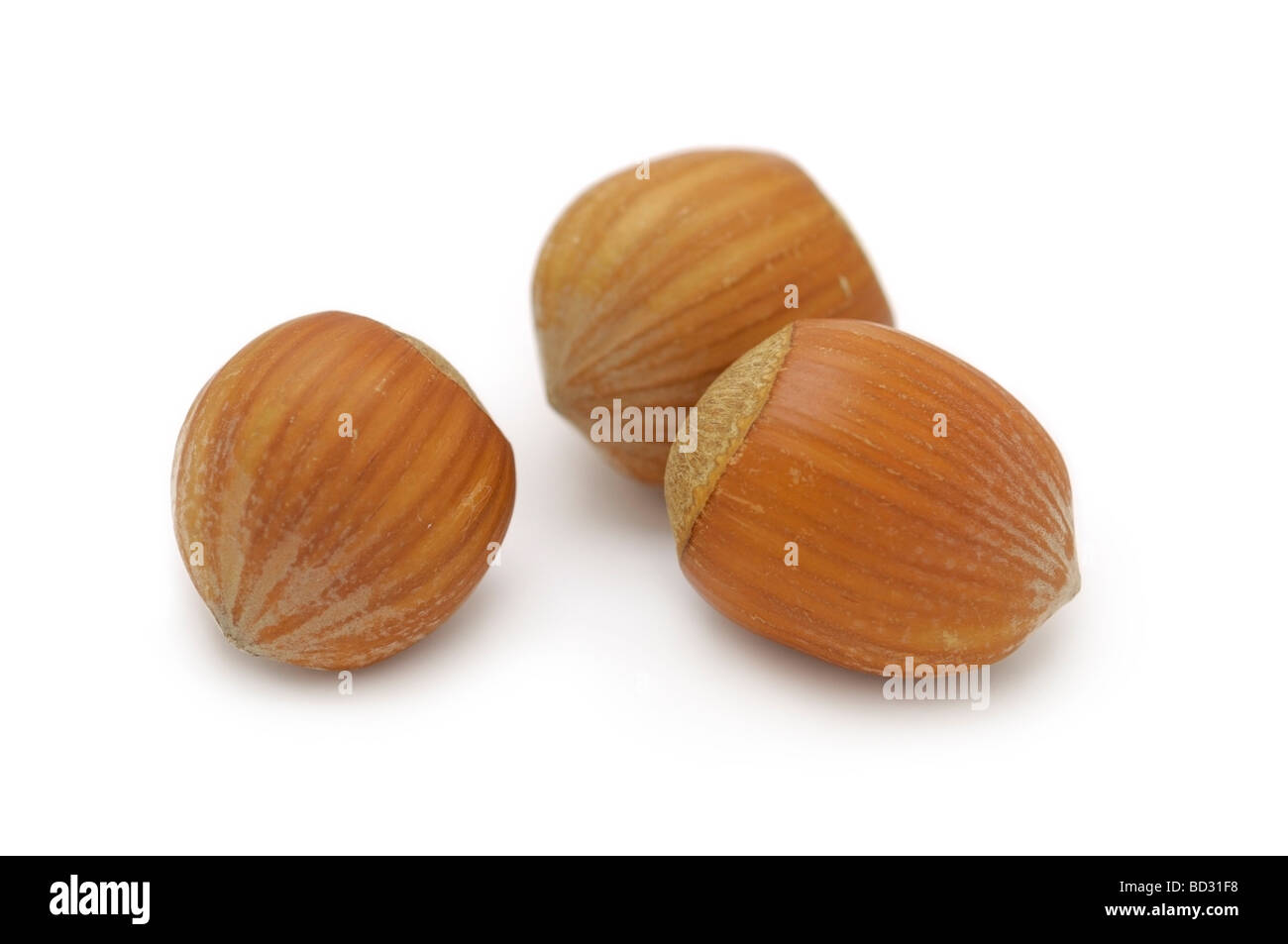 Hazelnuts / Filberts Stock Photo