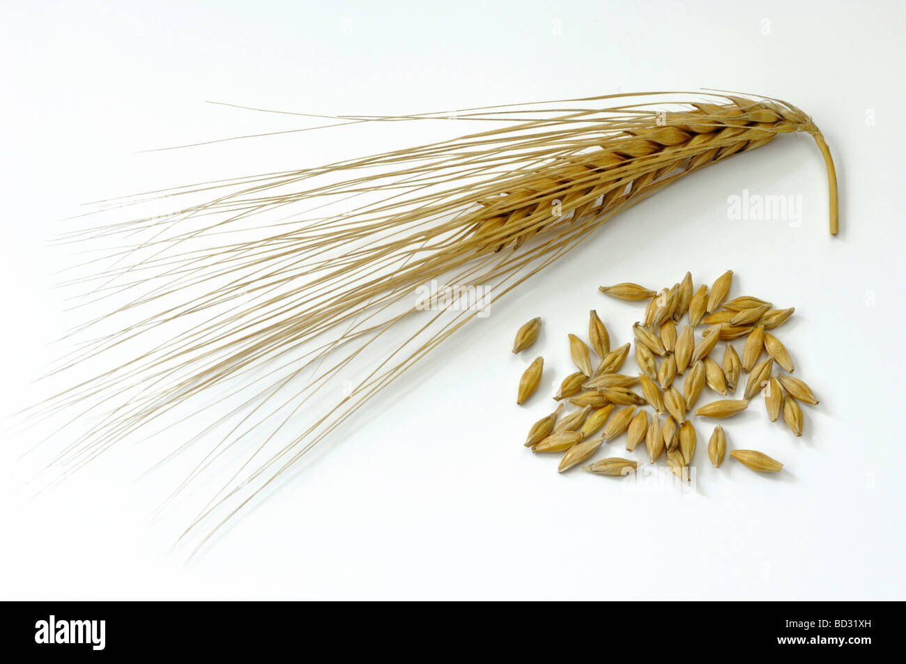 Barley (Hordeum vulgare), ripe ears and seeds, studio picture Stock Photo