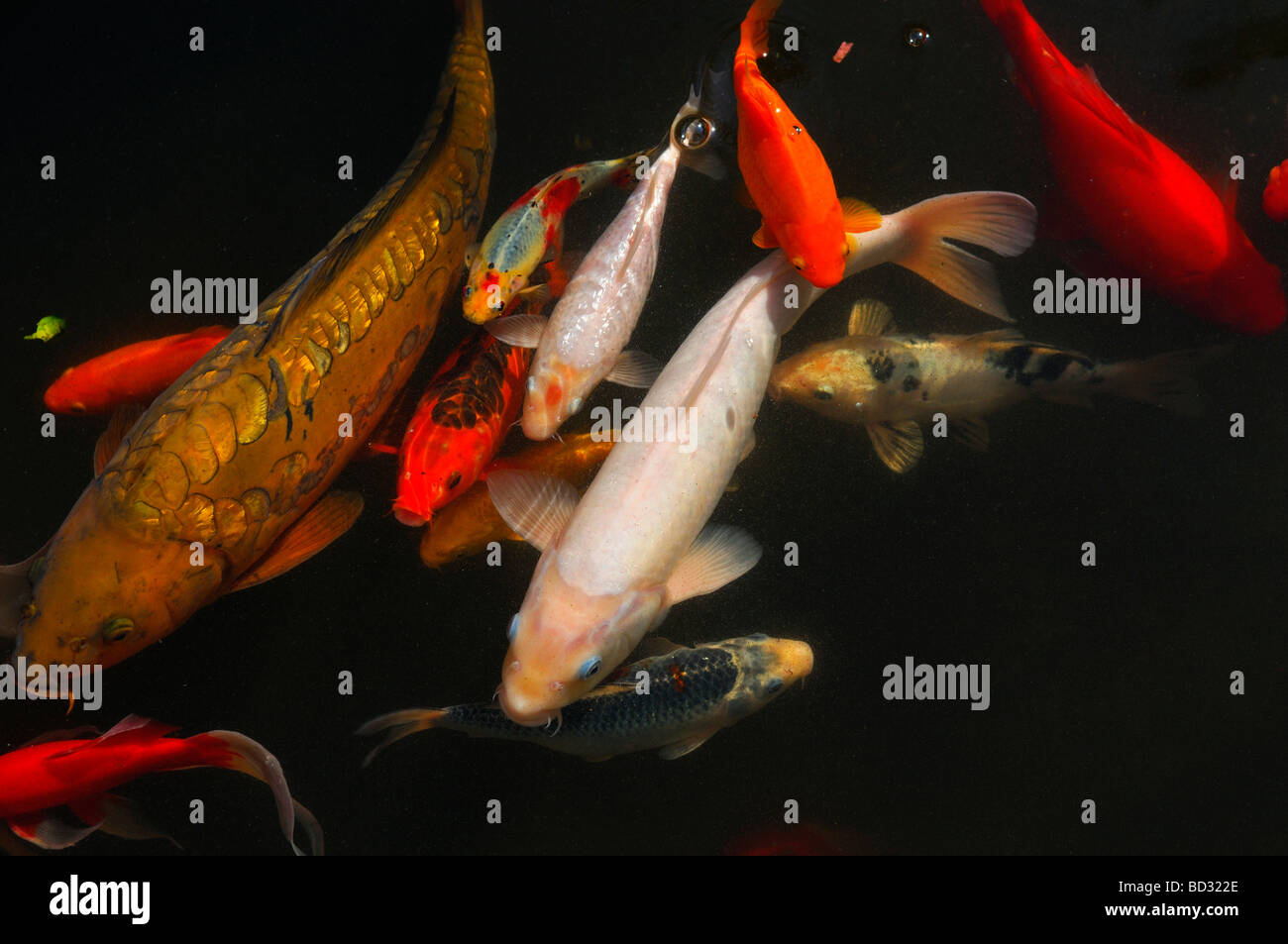 Tropical fishes swimming on the surface water of a pond Stock Photo